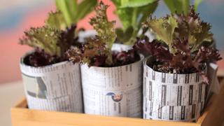 Robert's Recycled Seed Starter Pots